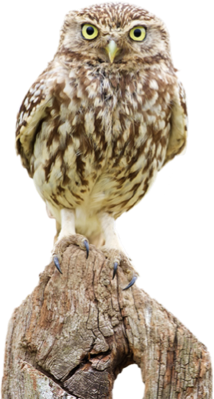 Footer Image